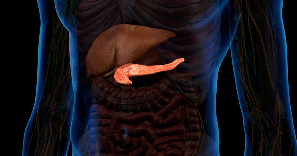 3D illustration of human digestive system highlighting how hydration supports metabolism, digestion, and fat breakdown for weight loss
